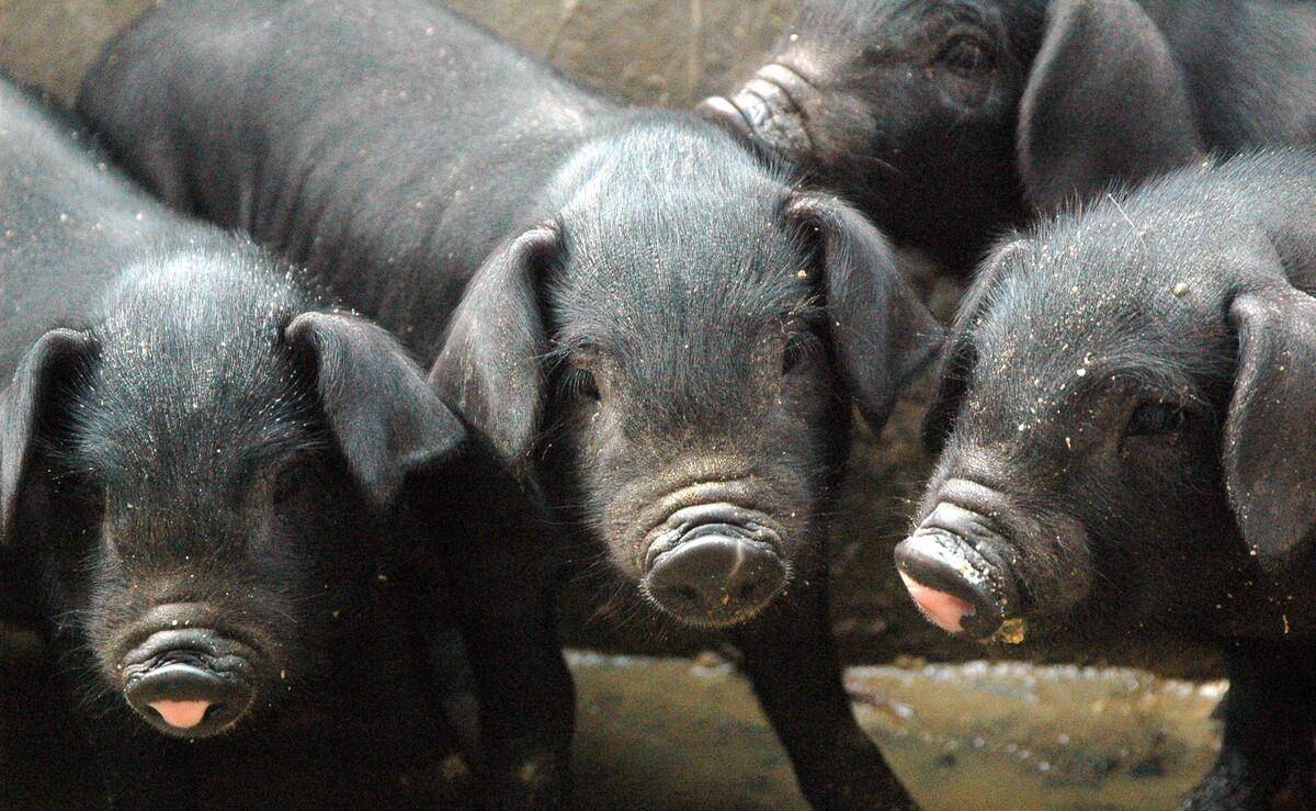 肉价将见底 期现价格背离 猪肉股也提前起飞