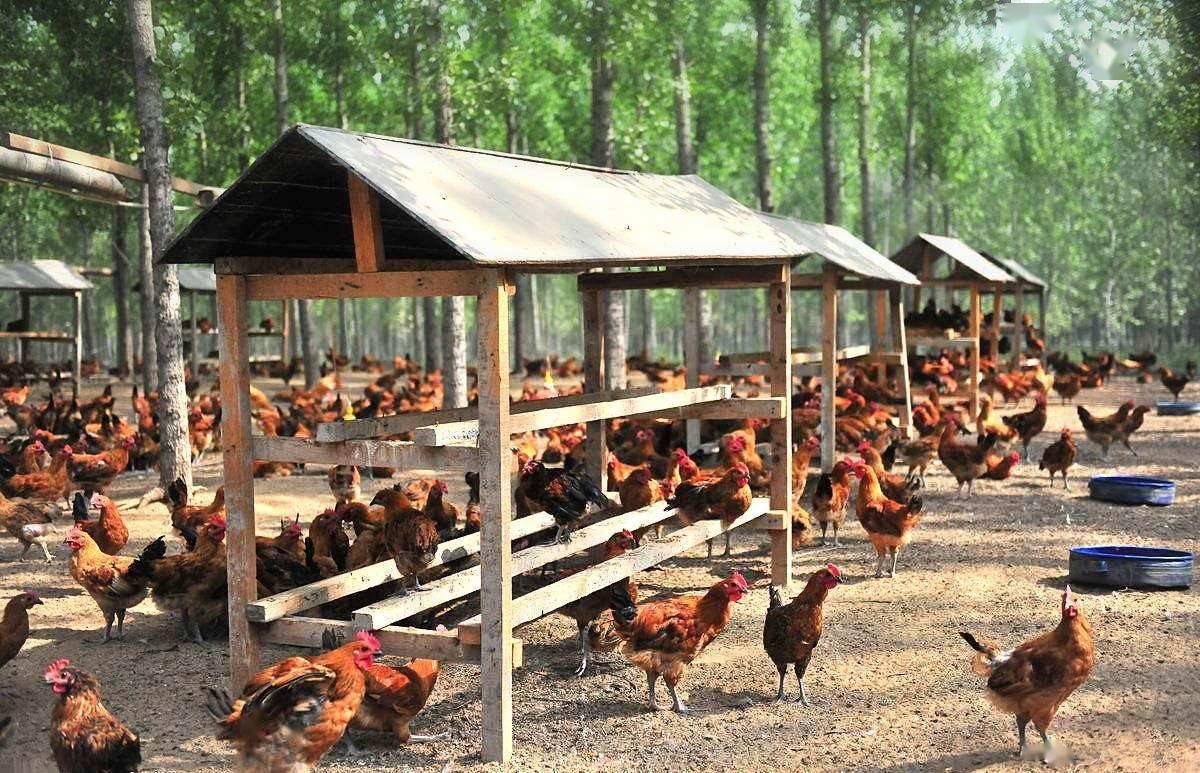 002299ʥũ��չ��Ʊ 002299ʥũ��չ��Ʊ��ʷ����